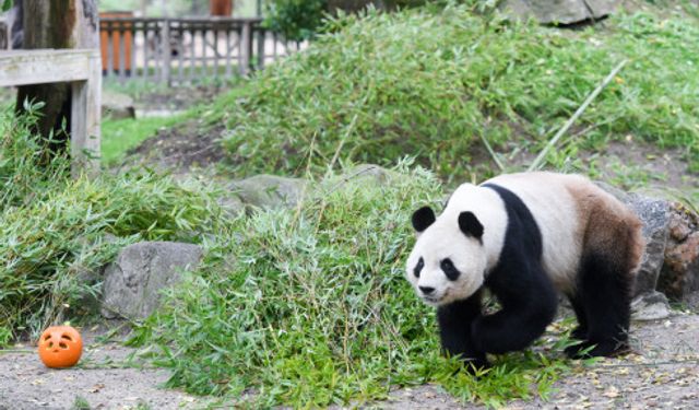 Dev panda Bing Xing, Madrid Hayvanat Bahçesi'nde Cadılar Bayramı'nın tadını çıkardı