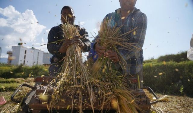 Nepal'de çeltik hasadı çiftçilerin yüzünü güldürüyor