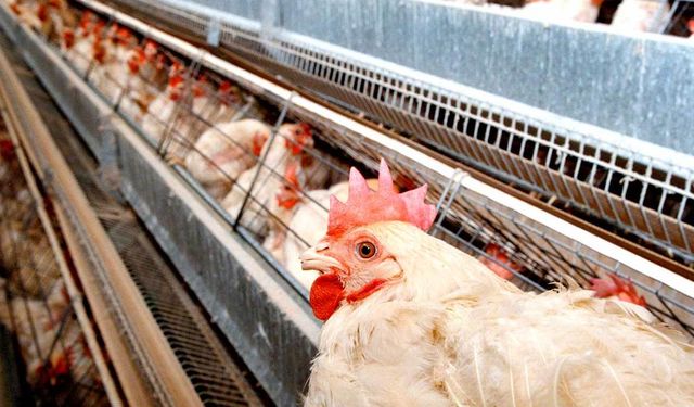Mozambik, Brezilya ve Türkiye'den tavuk ithal edecek