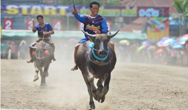 Tayland'da geleneksel bufalo yarışları büyük ilgi topladı
