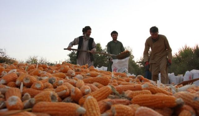 Afganistan'da verimli geçen mısır hasadı çiftçilerin yüzünü güldürdü