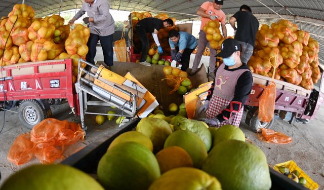 Çin'deki ekolojik endüstri tanıtım bölgesinde pomelo hasadı başladı