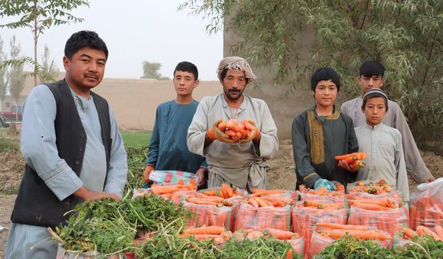 Afganistan'da havuç hasadı çiftçilerin yüzünü güldürdü