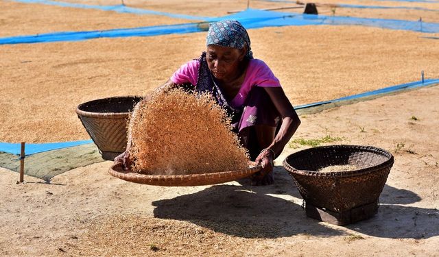 Hindistan'ın Assam eyaletinde çeltik hasadı başladı