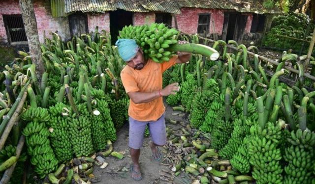 Hindistan'ın Assam eyaletinde muz hasadı