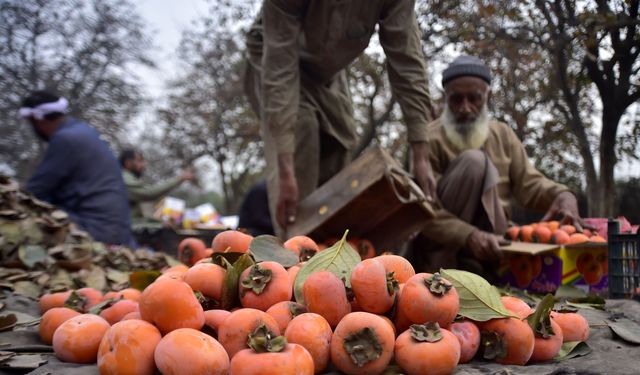 Pakistan'da cennet hurması hasadı başladı