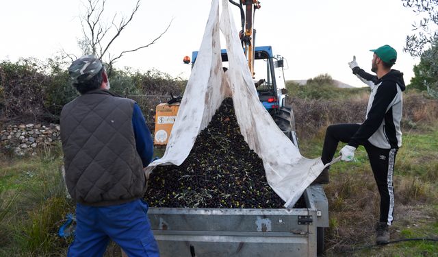 Sıcak hava dalgaları İspanya'da zeytin üretimini azalttı