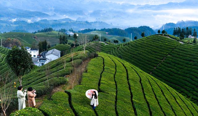 Çin'in Hubei eyaletindeki çay tarlası turistlerin ilgi odağı oldu