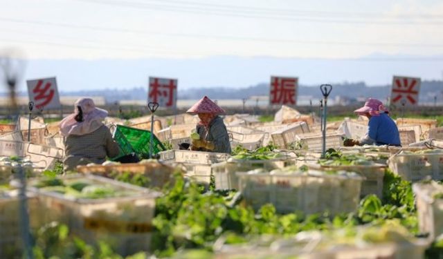 Çin, bitki tohumu gen kaynaklarının üst düzey koruma altında olduğunu bildirdi