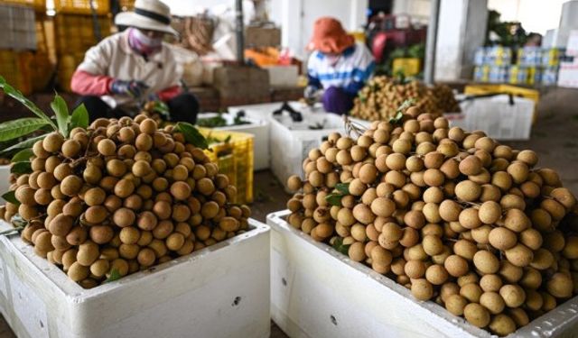 Çin'in Hainan eyaletinin tropik meyve ihracatı 5 milyon doları aştı