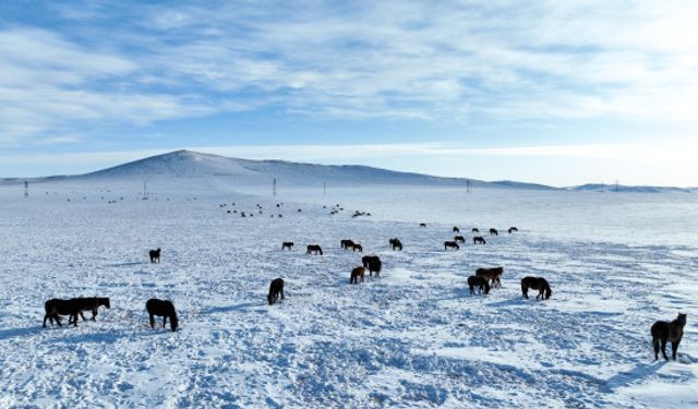 Moğolistan'da sert hava koşulları sonucu 3 milyon çiftlik hayvanı öldü