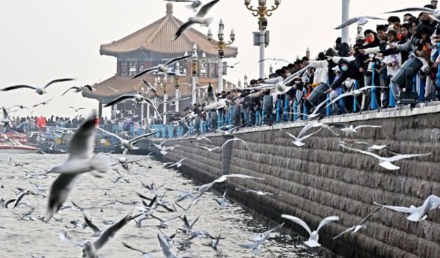 Çin'in sahil kenti Qingdao'da kışlayan martılar, turistlerin ilgi odağı oldu