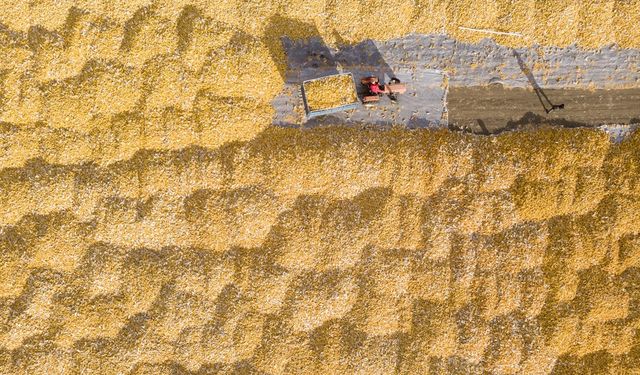 Çin, Ocak-Şubat döneminde 13,36 milyon ton tahıl ithal etti