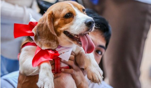 Filipinler'de rengarenk kostümler giydirilen köpekler Noel geçidine katıldı