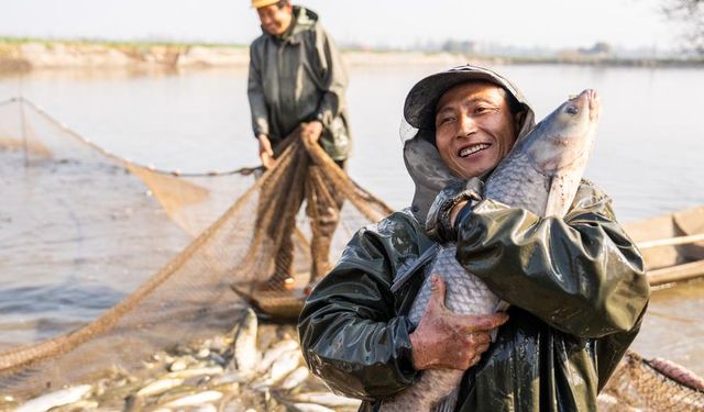 Çin'in Hunan eyaletinde kış balıkçılığı sezonu bu yıl yoğun geçiyor