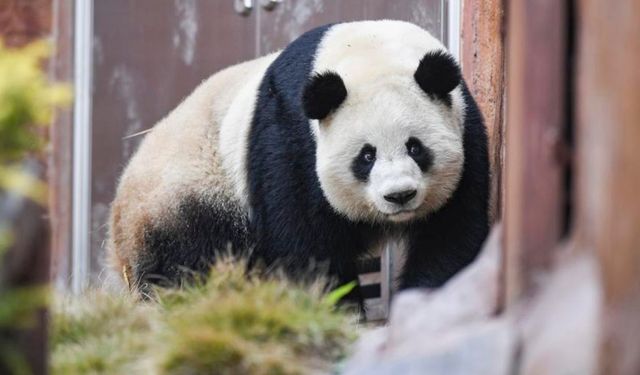 Çin'de vahşi doğadaki panda nüfusu 1.900'e yaklaştı