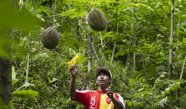 Endonezya'nın Batı Cava eyaletinde devlete ait ormanda durian hasadı başladı