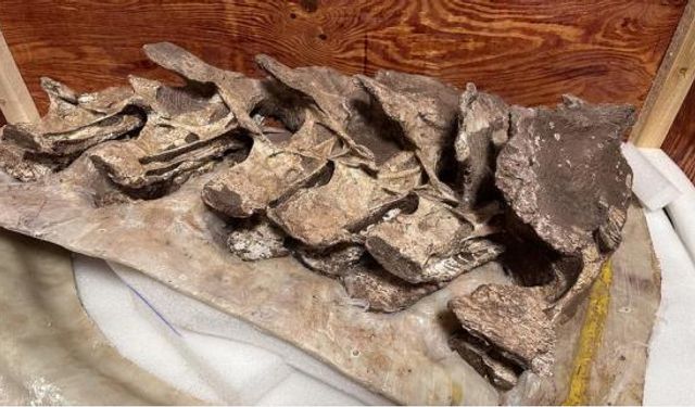 Paleontologlar: Çin'de bulunan 90 milyon yıllık kemik fosilleri yeni bir dinozor türüne ait