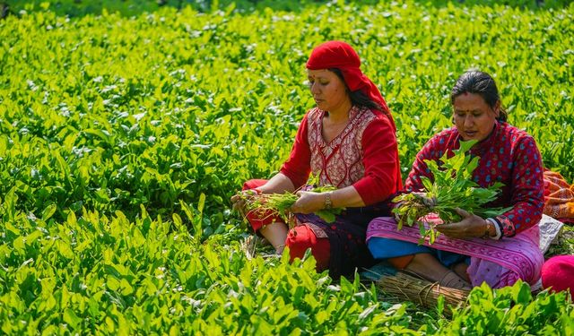 Nepal'de Maghe Sankranti festivali öncesinde çiftçiler ıspanak hasadı yapıyor