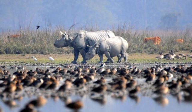 Hindistan'ın Assam bölgesindeki koruma alanı yaban hayatı zenginliğiyle göz dolduruyor