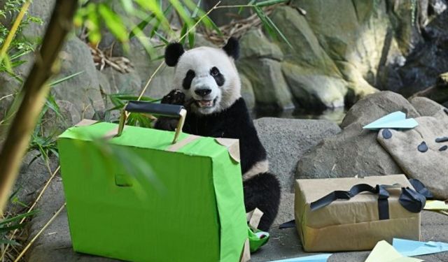 Singapur doğumlu dev panda Le Le, Çin'e ulaştı