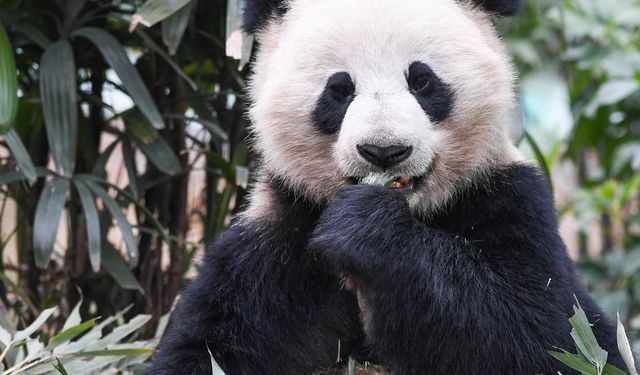 Çin, ABD'ye iki dev panda gönderecek