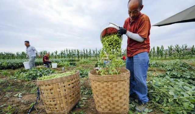 Çin'in soya fasulyesi üretimi 2023'te rekor kırdı