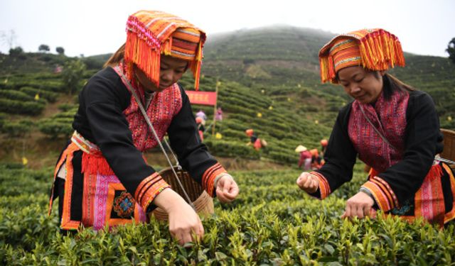 Çin'de çay hasadı başladı