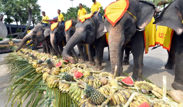 Tayland'da Ulusal Fil Günü kutlandı