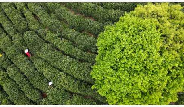 Çin'in Anhui eyaletindeki Qimen'de geçen yıl 7.568 ton çay üretildi