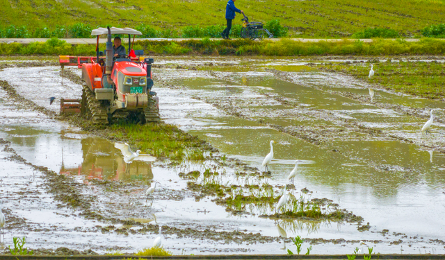 Çin'de Qingming Festivali'nde tarımsal faaliyetler hız kesmeden sürüyor