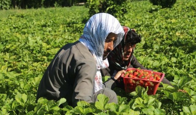 Afganistan'ın Nangarhar vilayetinde çilek hasadı