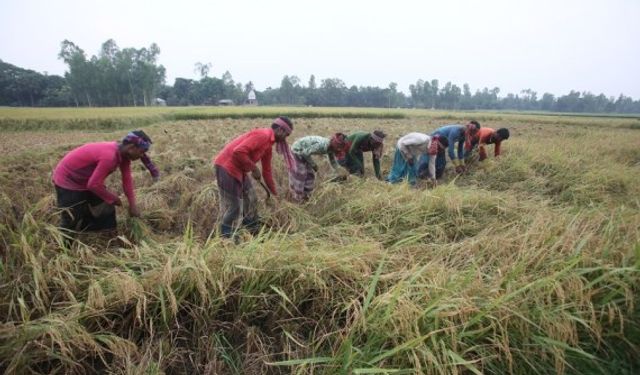 Bangladeş'te verimli geçen çeltik hasadı çiftçileri sevindirdi