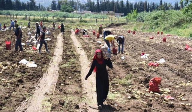 Lübnan'da patates hasadı başladı