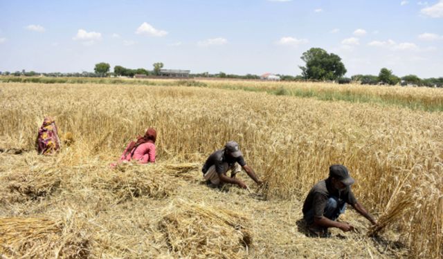 Pakistan'da çiftçiler buğday hasadıyla meşgul