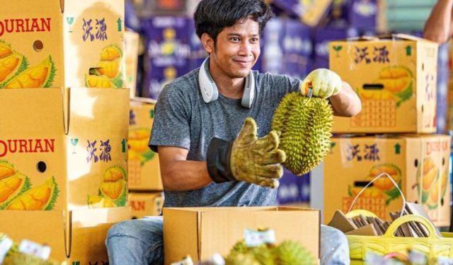 Tayland'da durian hasadı ve satışları için hummalı bir çalışma yürütülüyor