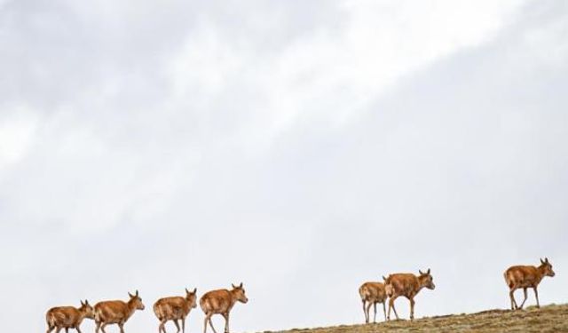 Tibet antiloplarının göç mevsiminde en yoğun sezon başladı