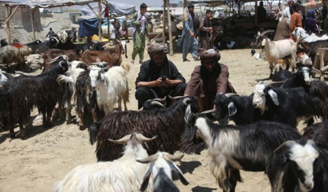 Afganistan'da Kurban Bayramı hazırlıkları son hızıyla devam ediyor