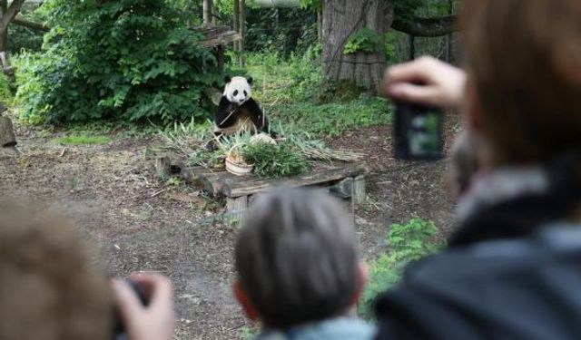 Belçikalılar dev panda Tian Bao'nun 8. doğum gününü kutladı