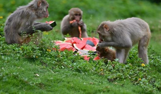 Çin'deki vahşi yaşam parkında hayvanlara serinletici yaz ikramları sunuluyor