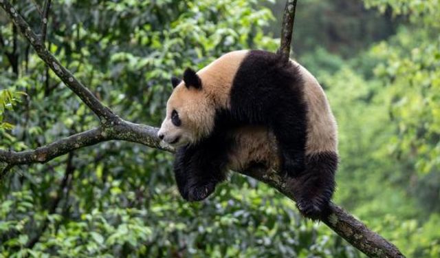 Çin'den yola çıkan dev panda çifti ABD'nin Kaliforniya eyaletine ulaştı