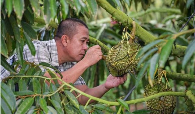 Çin ve ASEAN üyeleri arasında durian bilim-teknoloji inovasyon ittifakı kuruldu