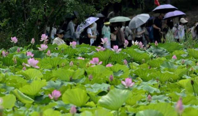 Çin'in başkenti Beijing'de açan nilüfer çiçekleri turistlerin gözdesi oldu