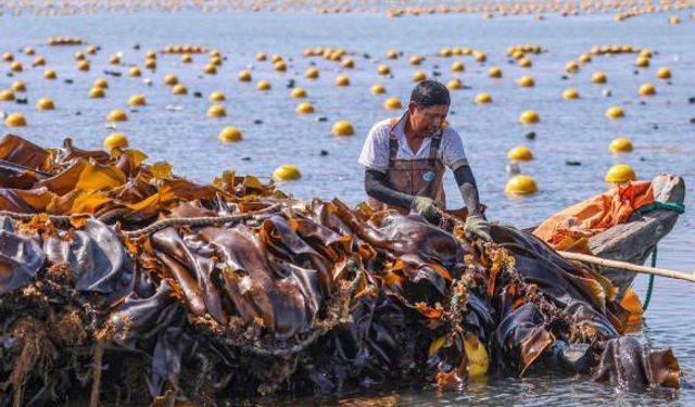 Çin'in Rongcheng şehrinde yosun hasadının yüzde 90'ı tamamlandı