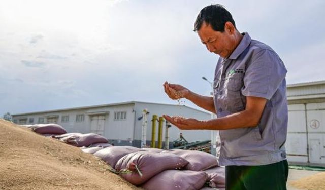 Çin'in Xinjiang bölgesi ülke genelinde buğday rekoltesi rekoru kırdı