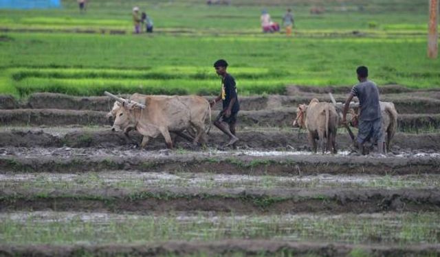 Hindistan'ın çeltik tarlalarında pirinç fidesi dikiminde hummalı çalışma sürüyor