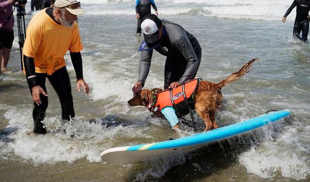 ABD'de düzenlenen köpek sörfü yarışması eğlenceli anlara sahne oldu