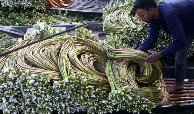 Bangladeş'te nilüfer hasadı devam ediyor