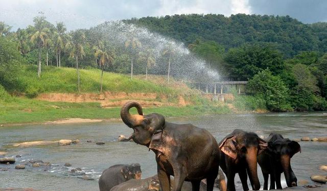 Sri Lanka'daki fil yetimhanesinde sıcaktan bunalan filler nehirde serinliyor