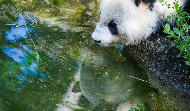 Avusturya'daki dev pandalar Çin'e geri döndü